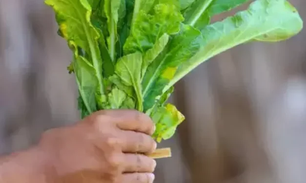 अपने आहार में मूली को शामिल करने के  कारण