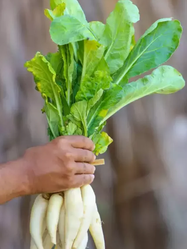 अपने आहार में मूली को शामिल करने के  कारण